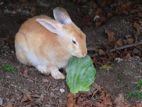 大久野島のウサギ ウサギ,かわいい,大久野島の写真素材