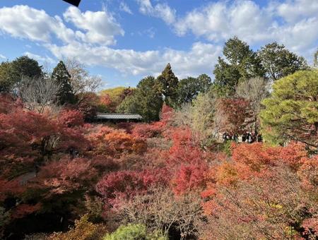 紅葉の季節 紅葉の季節の写真