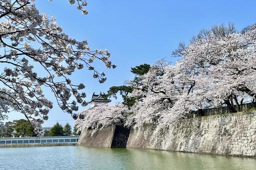 三階櫓新発田城のお堀に映る満開の桜 三階櫓新発田城のお堀に映る満開の桜 新発田城,菖蒲城,新潟県の写真素材