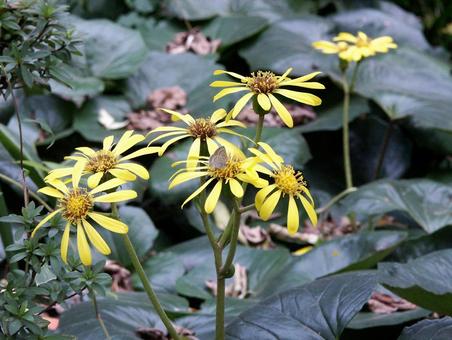 ツワブキ・石蕗　咲く風景 フラワー,秋,冬の写真素材