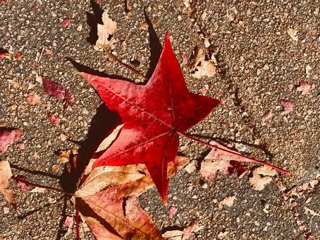路上のカエデの葉 カエデ,楓,葉の写真素材