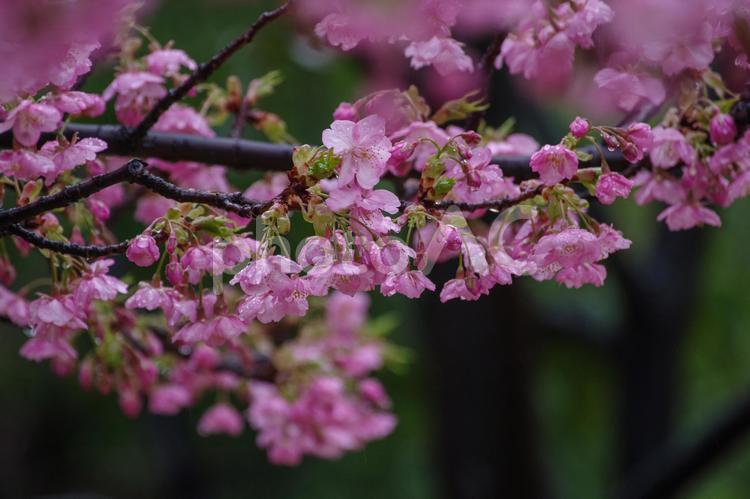 雨に濡れ亜東京港区赤坂5丁目の河津桜 2月,建物,日本の写真素材