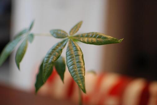 葉子植物的狀態, JPG 葉子植物的狀態, JPG
