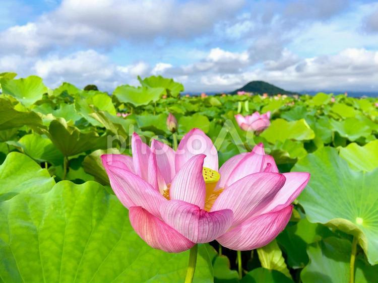 夏の風景　ハスの花 ハス,蓮,ハナハスの写真素材