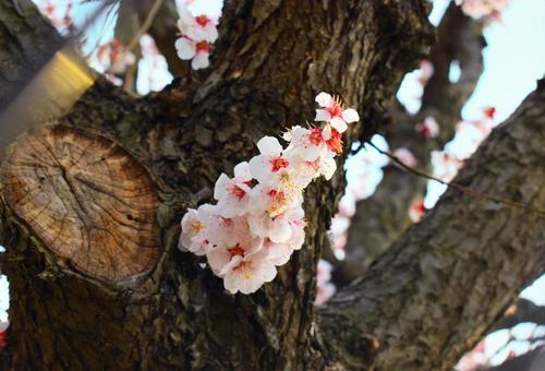 午後の陽射しと桜 午後の陽射しと桜の写真