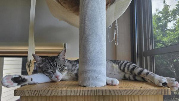 昼寝ねこ 昼寝ねこ ねこ,サバトラねこ,昼寝の写真素材
