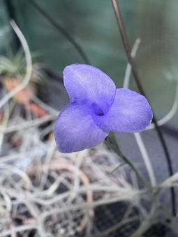 チランジアの花①(マレモンティ) チランジアの花①(マレモンティ) 花,青色,チランジアの写真素材