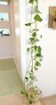 観葉植物　ポトス　超ロングサイズ吊り下げ 観葉植物,ポトス,ロングサイズの写真素材