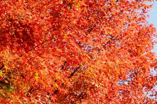 陽光を浴び燃えるように真っ赤に色づく紅葉 紅葉,赤,真紅の写真素材