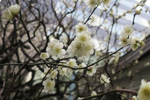 満開の白梅の花の写真
