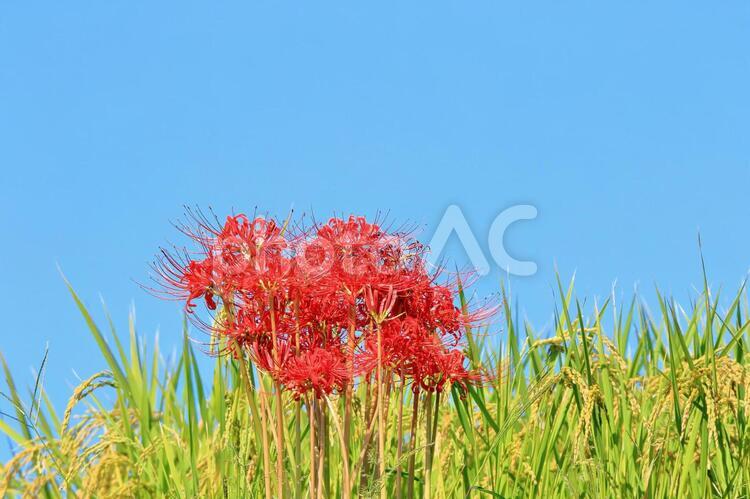 彼岸花と稲穂と青空 彼岸花,稲穂,青空の写真素材