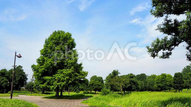 夏の水元公園・緑の散歩道（東京都葛飾区） 夏,水元公園,葛飾区の写真素材
