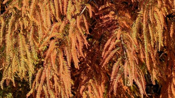 メタセコイアの葉 メタセコイア,アケボノスギ,葉の写真素材