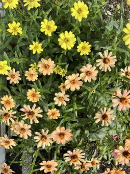 花壇の花 花壇の花 花,植物,草の写真素材