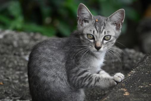目が合ったね！ 癒される,にゃんこ,猫写真の写真素材