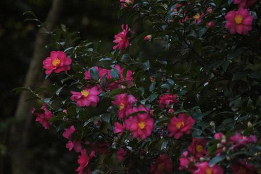 Camellia, JPG