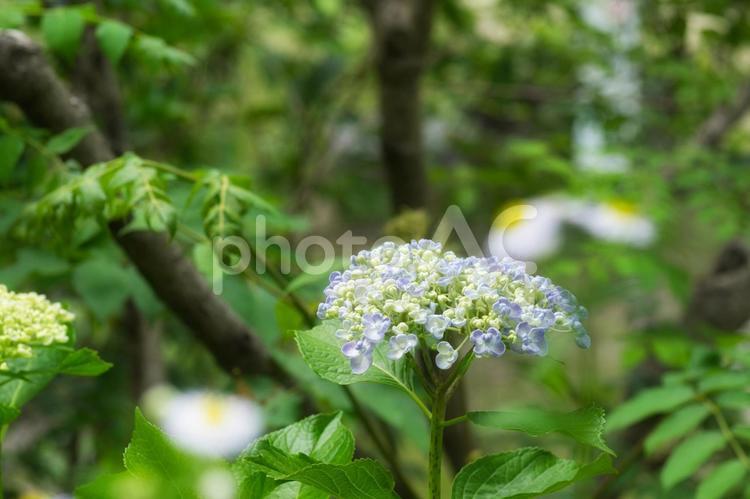 アジサイ　紫陽花　あじさい 道端,野草,雑草の写真素材