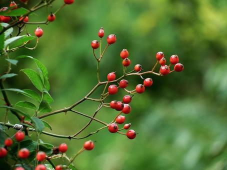 晩秋のノイバラの果実 ノイバラ,野茨,野ばらの写真素材