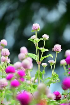 エレガガーデン、夏の花、庭の花 エレガガーデン、夏の花、庭の花 植物,緑色,緑の写真素材