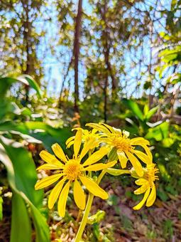 黄色の花 黄色の花の写真