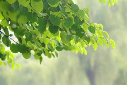 新緑と雨 新緑と雨の写真