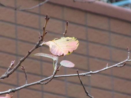 フェンスの前の桜の枯れ葉 枯れ葉,秋,桜の写真素材