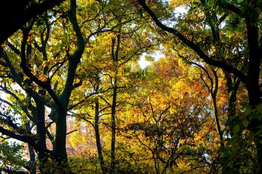 紅葉 紅葉,背景,壁紙の写真素材