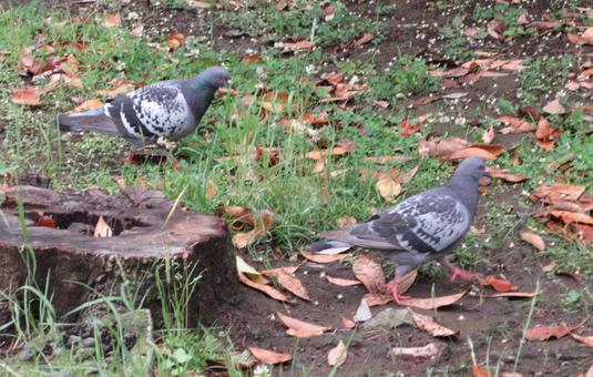 切り株近くで散策する二羽の鳩 切り株近くで散策する二羽の鳩の写真