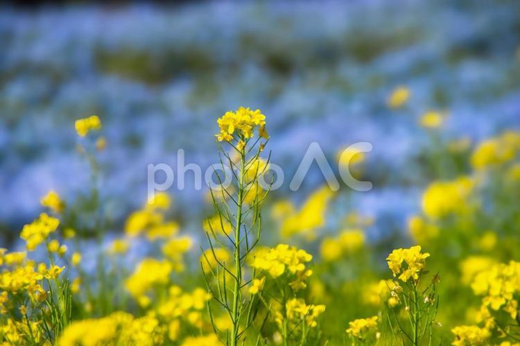 春の花、菜の花とネモフィラ 菜の花,ネモフィラ,花の写真素材