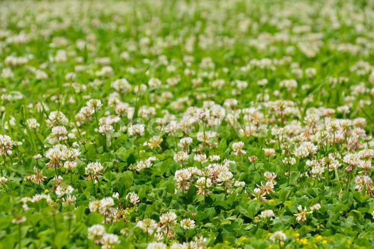 公園のシロツメクサのお花畑 シロツメクサ,シロツメグサ,ナツメグサの写真素材