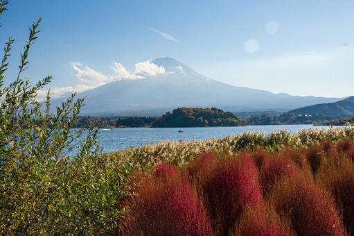 秋の河口湖 コキア越しの富士山 秋の河口湖 コキア越しの富士山の写真