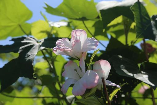 The flowers in the garden are in full bloom, JPG The flowers in the garden are in full bloom, JPG