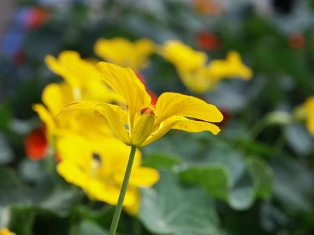 Photo, a flower, spring, summer, and fall, yellow, 