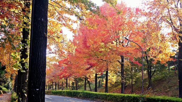 紅葉-1304 紅葉,アメリカ楓,もみじ葉楓の写真素材