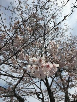 桜 桜の写真