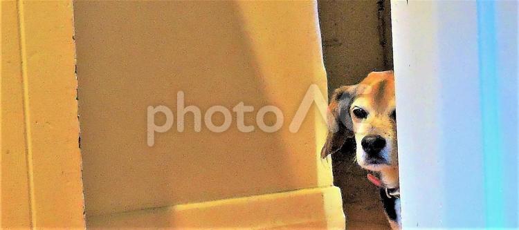 扉から顔を出す犬 犬,室内,扉の写真素材