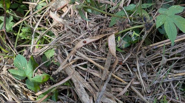 てんとう虫 てんとう虫,虫,昆虫の写真素材