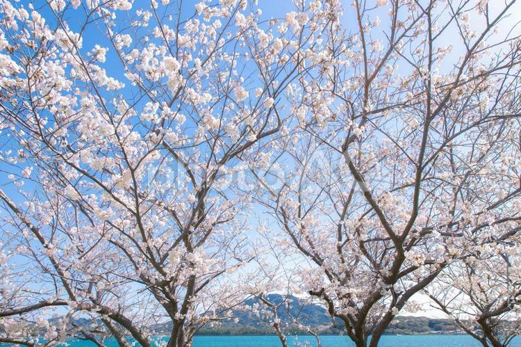 ソメイヨシノが並ぶ風景 晴天,空色,背景の写真素材