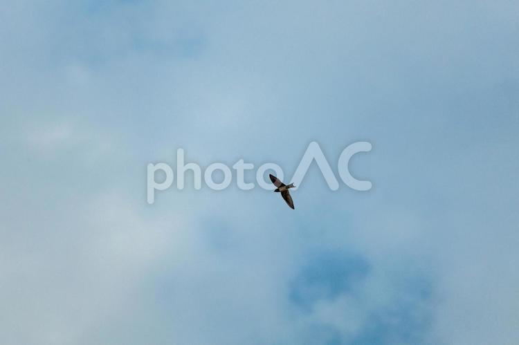 大空を高速で飛行する燕 鳥,鳥類,燕の写真素材