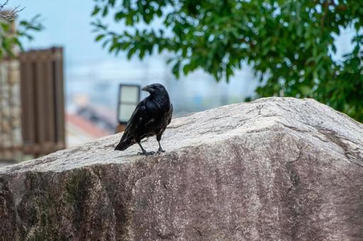A large-billed crow resting on a rock, JPG A large-billed crow resting on a rock, JPG