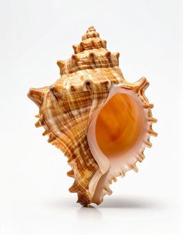 白い背景に巻貝の殻 白い背景に巻貝の殻の写真