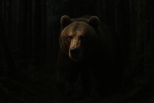 森の奥から出るヒグマ 森の奥から出るヒグマの写真