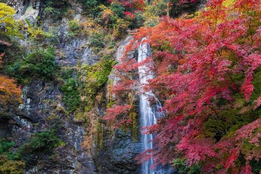 紅葉風景 紅葉風景,紅葉,箕面の写真素材