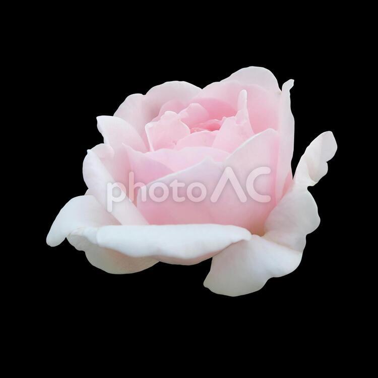 淡いピンクのバラ（切り抜き・PSD） バラ,ピンク,切り抜きの写真素材