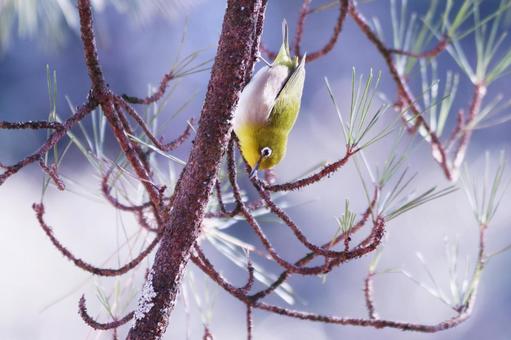 松の木にとまる可愛いメジロ 鳥,メジロ,春の写真素材
