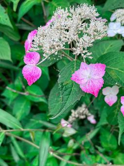 ピンクのガクアジサイ ピンクのガクアジサイの写真