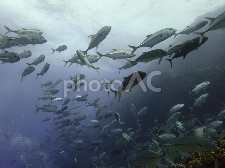 荒れた海の中を泳ぐ魚の群れ 魚,水中,海の写真素材