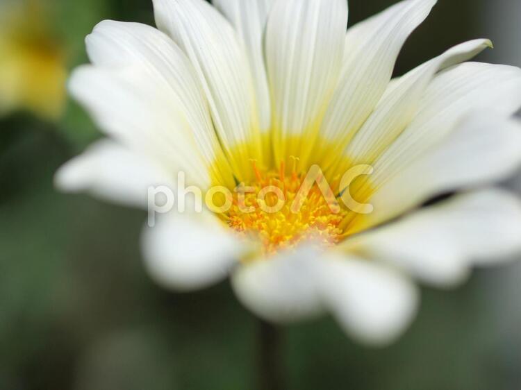 美しく咲く白い花 花,植物,春の写真素材