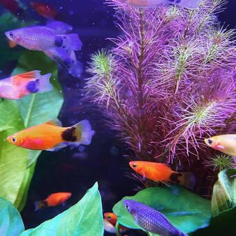 熱帯魚 熱帯魚の写真