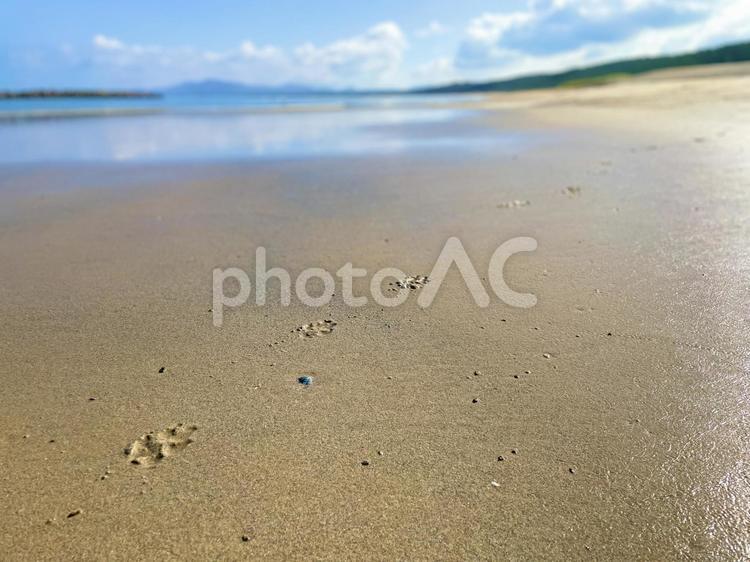 砂浜と足あと 海,ペット,夏の写真素材